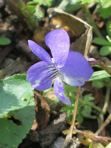 Common Blue Violet, the tiny purple flower hiding in your lawn