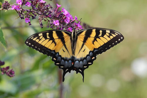 Eastern Tiger Swallowtail, the giant yellow butterfly of summer