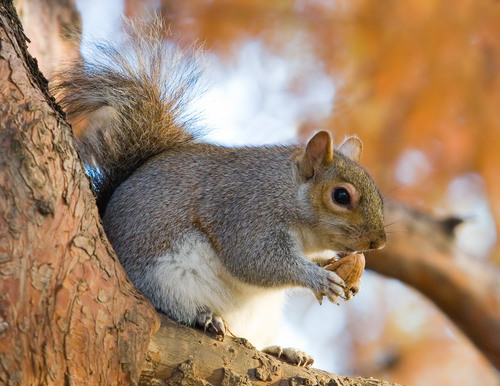 Eastern Gray Squirrel, the city park acrobat everyone knows