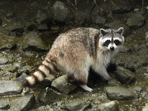Raccoon, the masked nighttime visitor with very clever hands