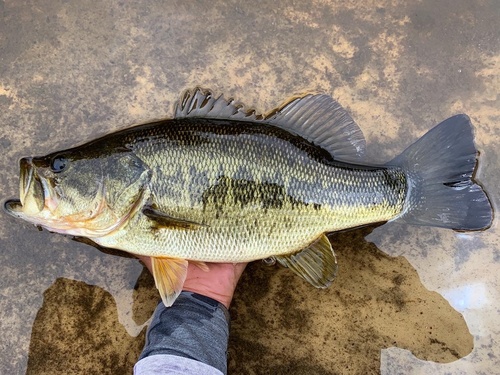 Largemouth Bass, the green ambush hunter of every pond