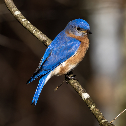 Eastern Bluebird, the postcard bird sitting on the fence post