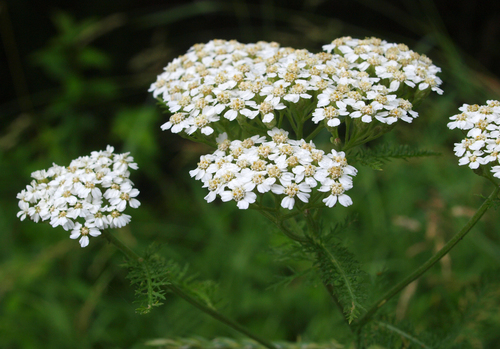 Common Yarrow, the feathery white wildflower of summer roadsides