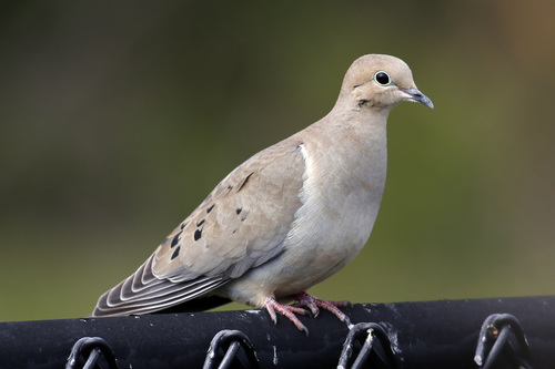 Mourning Dove, the soft cooing bird on every wire