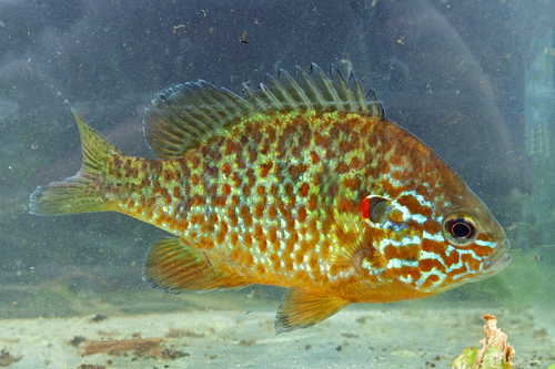Pumpkinseed, the most colorful fish in your local pond