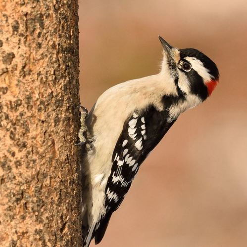 Downy Woodpecker, the tiniest woodpecker in your backyard