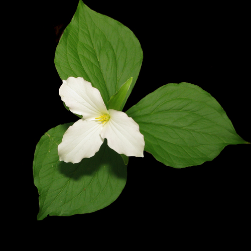 Large White Trillium, the three-petaled spring flower of the forest floor