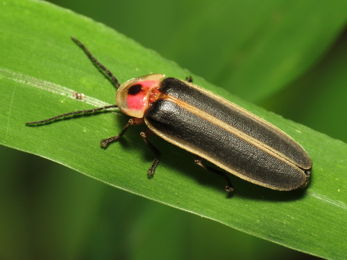 Common Eastern Firefly, the summer evening light show in your backyard