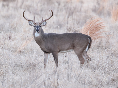 White-tailed Deer, the big mammal hiding at every trail edge