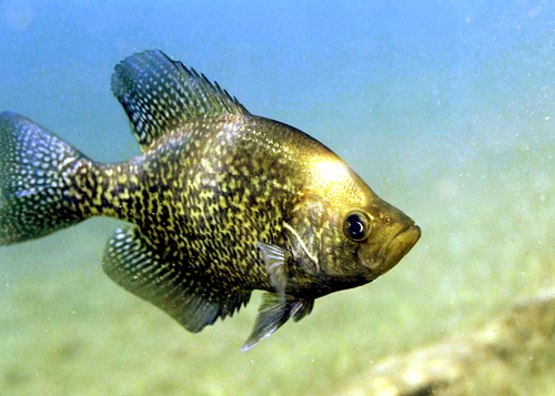 Black Crappie, the silvery speckled panfish of summer ponds
