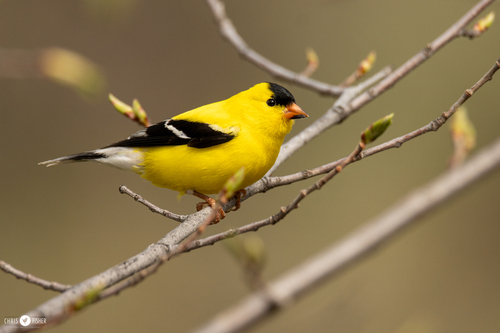 American Goldfinch, the bright yellow bird of summer thistles