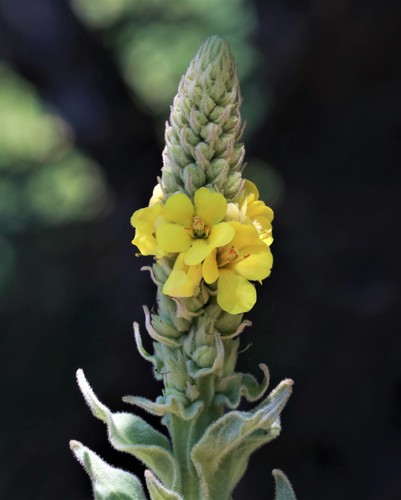 Common Mullein, the soft fuzzy giant of roadside fields