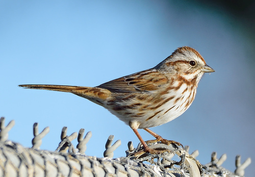 Song Sparrow, the streaky brown bird with a brave melody