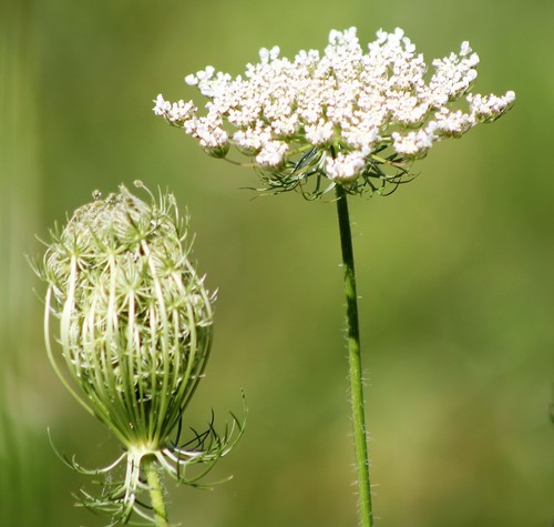 Queen Anne's Lace, the wild carrot with a tiny purple secret