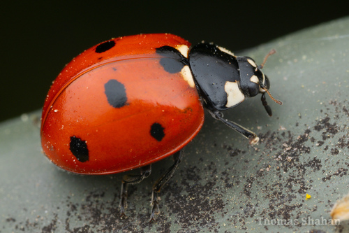 Seven-spotted Ladybug, the classic red-and-black beetle from Europe