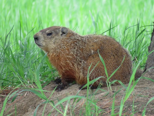 Woodchuck, the chubby brown groundhog that owns the meadow