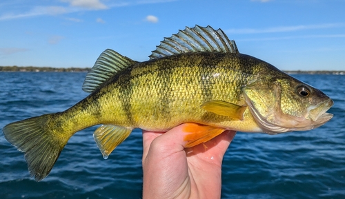 Yellow Perch, the striped panfish you catch from any dock