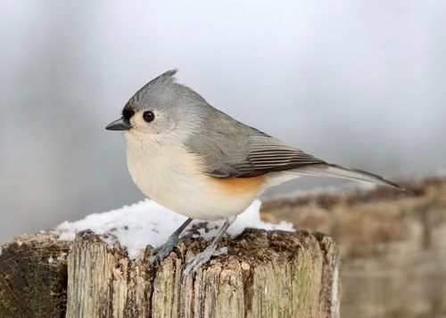 Tufted Titmouse, the gray bird with a tiny mohawk