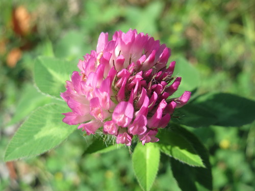 Red Clover, the pink pom-pom in every roadside meadow