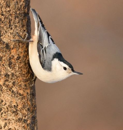 White-breasted Nuthatch, the bird that walks down tree trunks