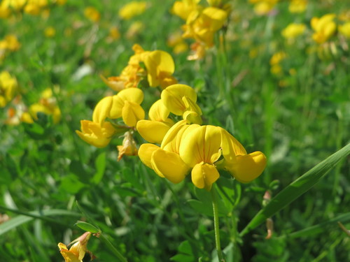 Birdsfoot Trefoil, the little yellow flower with bird-toe seeds