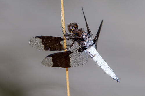 Common Whitetail, the dragonfly with a chalk-white tail