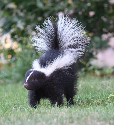 Striped Skunk, the black-and-white walker with a warning