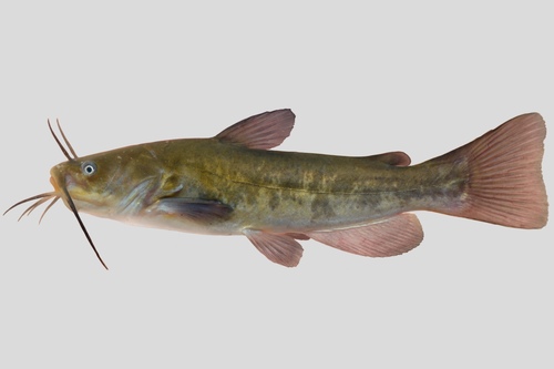 Brown Bullhead, the whiskered catfish of muddy ponds