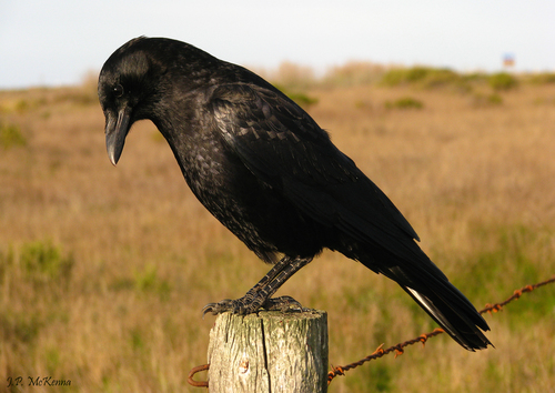 American Crow, the clever all-black bird that watches you back
