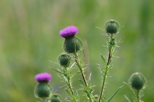 Bull Thistle, the spiky purple flower bees adore
