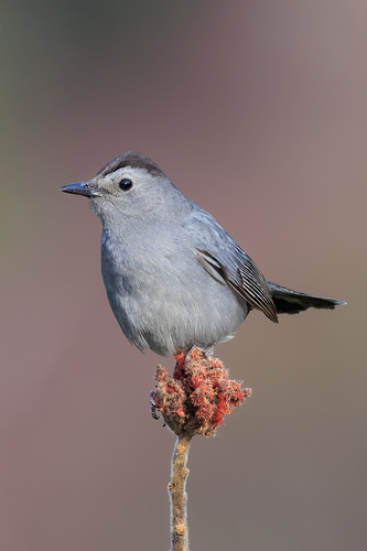 Gray Catbird, the gray mimic that meows from the bushes