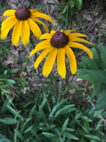 Black-eyed Susan, the golden daisy with a dark heart