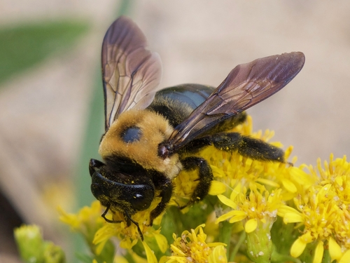 Eastern Carpenter Bee, the giant that hovers in your face