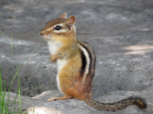 Eastern Chipmunk, the striped sprinter with bulging cheeks