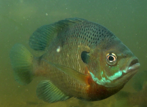 Bluegill, the palm-sized panfish with a dark ear flap
