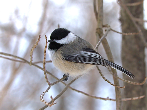 Black-capped Chickadee, the fearless bird that says its own name