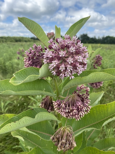 Common Milkweed, the roadside plant monarchs cannot live without