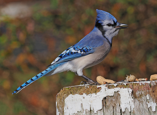 Blue Jay, the bold blue crier of the oak woods