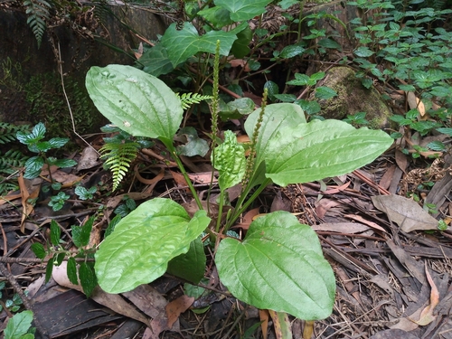 Common Plantain, the tough little leaf in every sidewalk crack