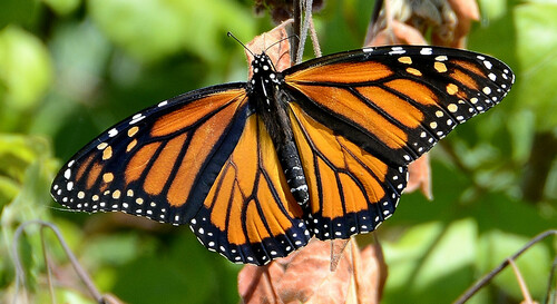Monarch Butterfly, the orange traveler that flies to Mexico