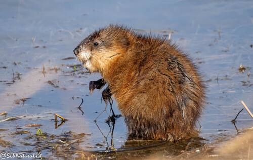 Muskrat, the small swimmer of ponds and slow rivers