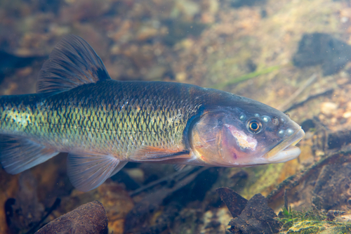 Creek Chub, the minnow that builds gravel nests