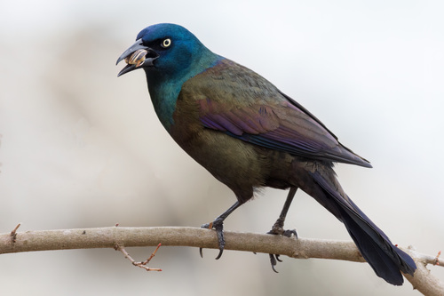 Common Grackle, the glossy blackbird with a golden eye