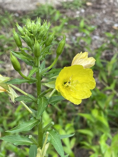 Evening Primrose, the yellow flower that opens at dusk