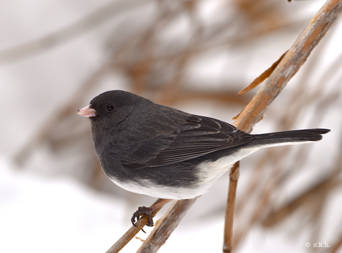 Dark-eyed Junco, the slate bird that arrives with the cold