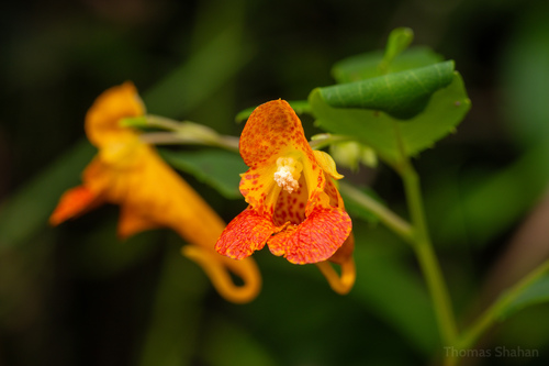 Jewelweed, the orange trumpet with seed pods that pop