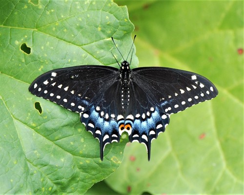 Eastern Black Swallowtail, the velvet flyer of the herb patch