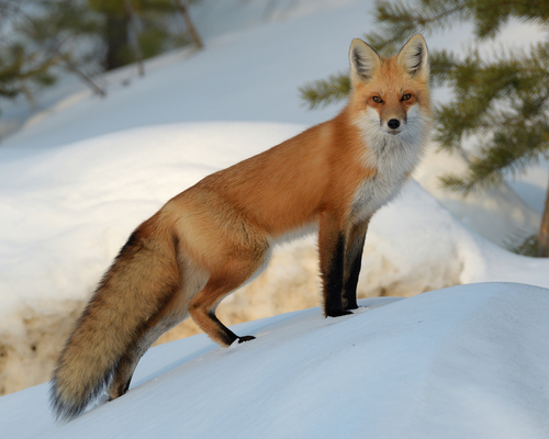 Red Fox, the rust-colored shadow at the edge of the field