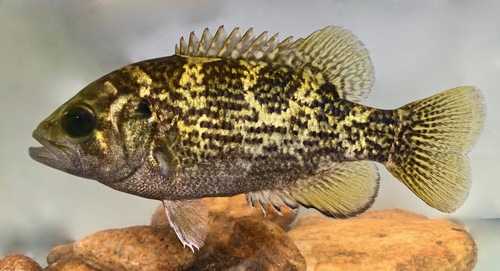 Rock Bass, the red-eyed panfish of rocky shallows