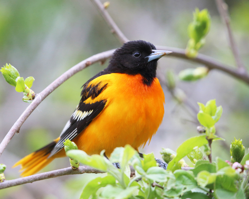 Baltimore Oriole, a flame of orange high in the leaves